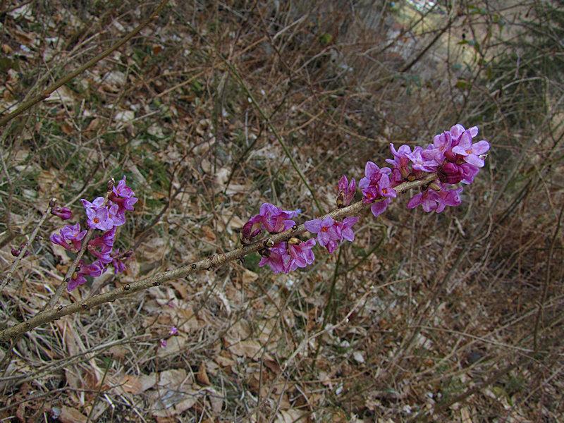 Daphne mezereum